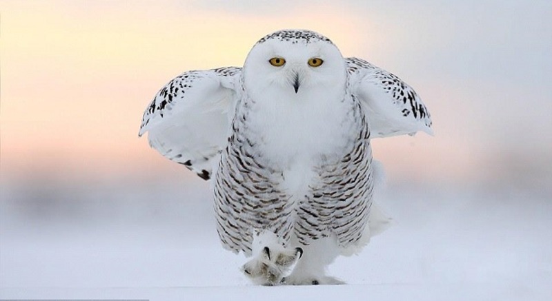 صور رائعة لطائر البوم الثلجي.. لقطات تظهر جماله